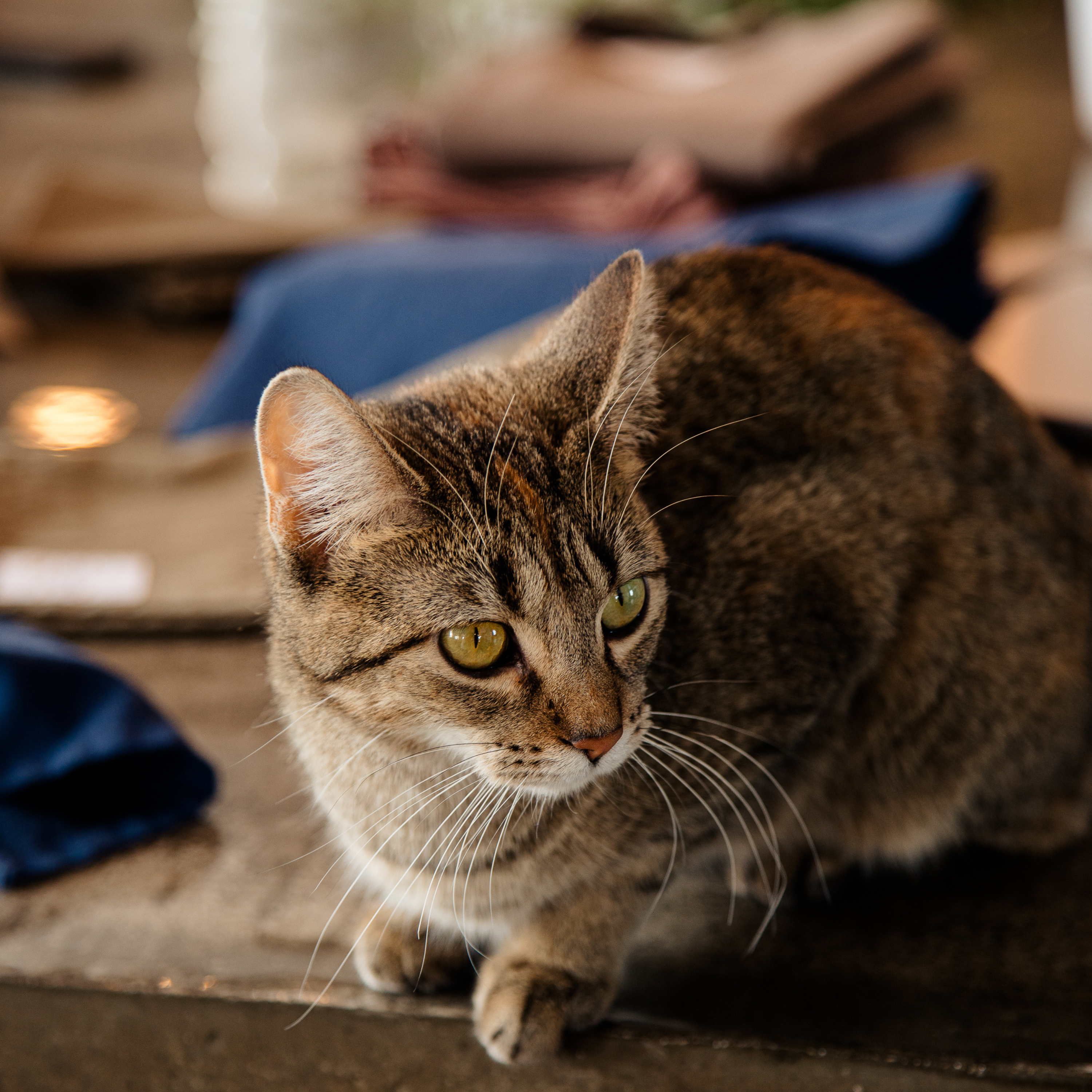 Is Linen Bedding Pet-Friendly?